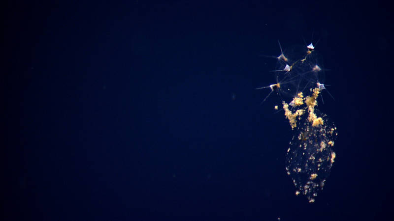 We saw this mysterious organism at 2035 meters depth on Retriever Seamount floating 50 meters above bottom and could offer no other label than strange gelatinous spiked plankton. Steven Haddock, a deep-sea biologist at the Monterey Bay Aquarium Research Institute (MBARI), sent an email that evening telling us it was a phaeodarian radiolarian, a type of single-celled protistan that feeds on marine snow.