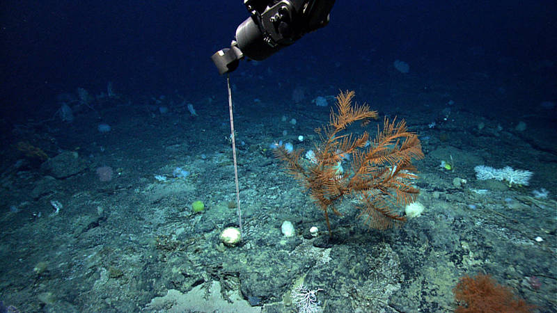 During Leg 3, our ROV team built and tested D2’s new probe to determine sediment accumulation.