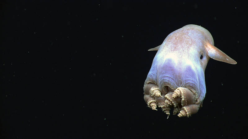 A dumbo octopus displays a body posture never before observed in cirrate octopods. Unprecedented sights like this are one of the reasons dozens of scientists (and hundreds of thousands of members of the public) follow live video from the seafloor during each Okeanos Explorer expedition.