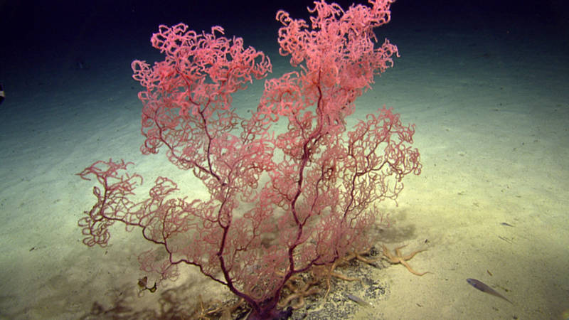 During the Seamounts of the Anegada Passage Expedition just offshore the nearby British Virgin Islands, the science team encountered this large colony of black coral. Hopefully, ROV <em>Deep Discoverer</em> will have similar luck!