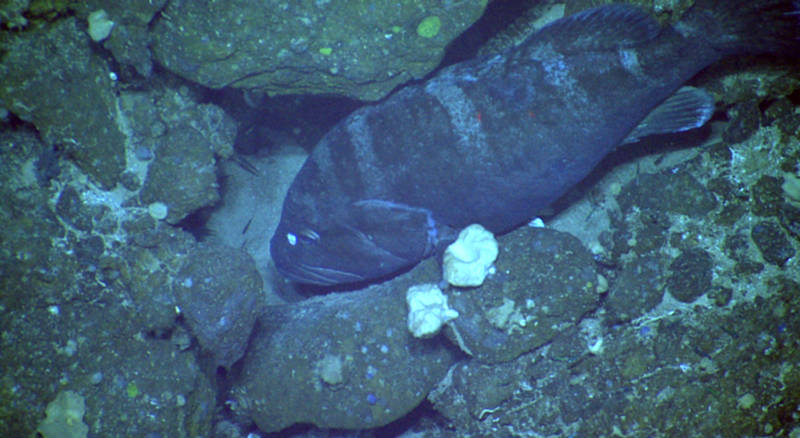 A member of the deepwater snapper-grouper complex, the misty grouper at 389 m on Conrad Seamount.