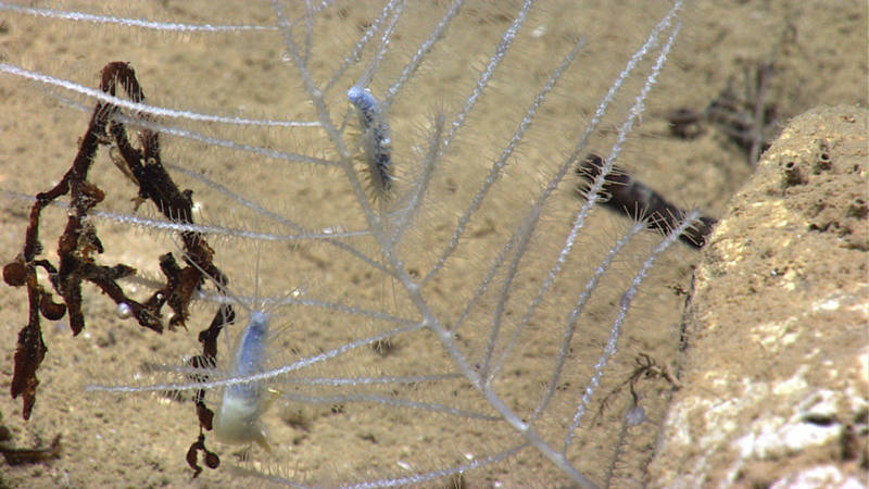 Early in the dive, ROV <em>Deep Discoverer</em> encountered these two polychaetes roaming a carnivorous sponge.