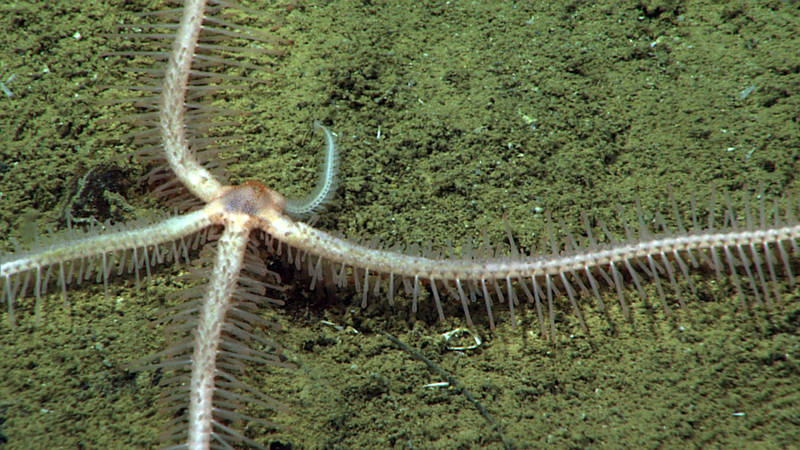 Brisingid sea stars, like most sea stars, are capable of regenerating their arms if one is removed. This one is in the process of re-growing its fifth arm.