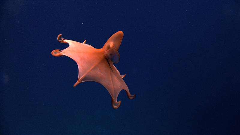 This rare dumbo octopus (Cirrothauma murrayi) is often called the Blind Octopod due to the lack of a lens and reduced retina in its eyes. Its eyes can really only detect light and cannot form images.