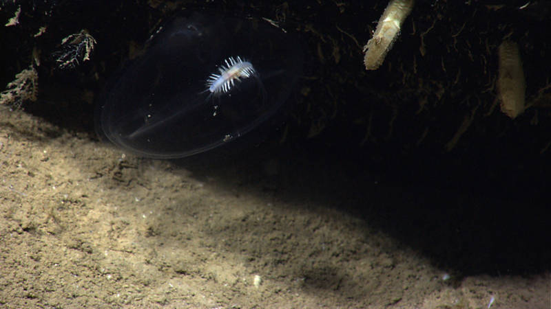 This is a predatory tunicate with a polychaete living with it. During Dive 4 of Océano Profundo, we saw several of these, with only one polychaete per tunicate, which has our science team thinking that there might be a relationship between the two that benefits one or both of them.