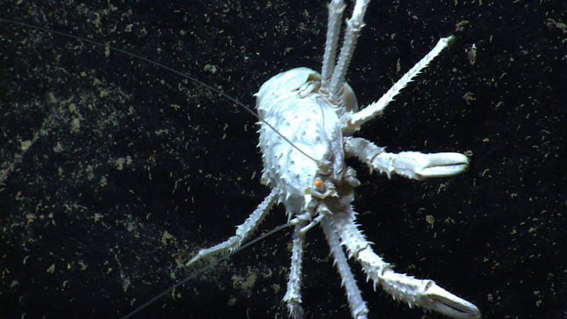 Despite its name, squat lobsters are most closely related to hermit crabs and mole crabs, not lobsters. We have seen them in a variety of colors during this cruise and past cruises, but the white ones seem to be a more common occurrence at deeper depths.