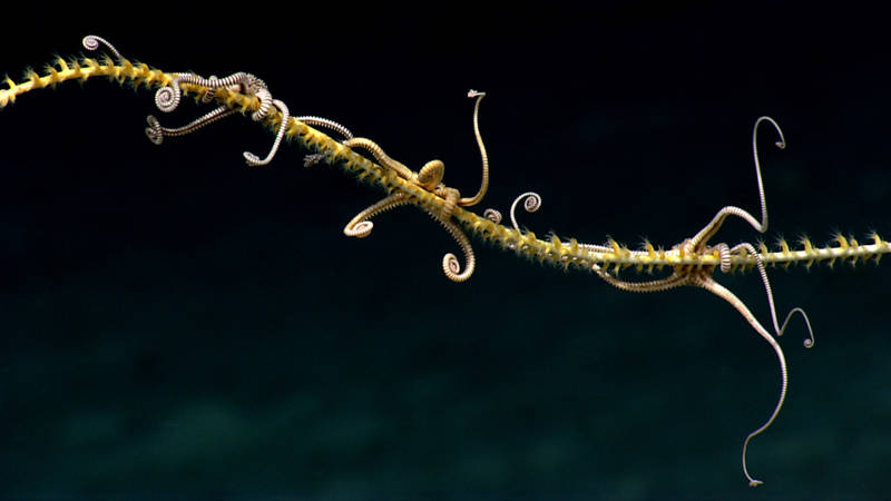 Brittle stars may perch on corals to feed on food particles in the water column.