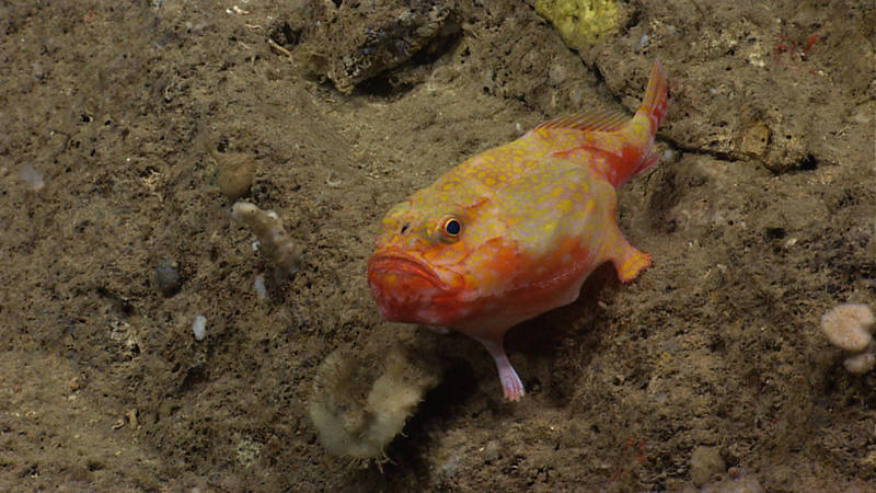 As ROV <em>Deep Discoverer</em> approached, this sea toad (Chaunax sp.) “walked” away.