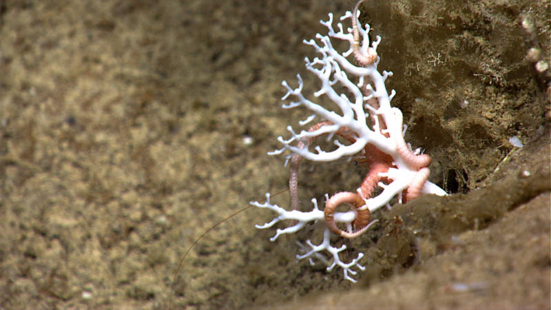 A brittle star associate with a lace coral demonstrates symbiosis in the deep sea.