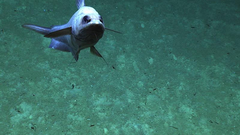 Una de las especies encontradas a mayor profundidad, Coryphaenoides armatus (Familia Macrouridae), fue observada durante la primera inmersión en El Arecibo Amphiteater, al norte de Puerto Rico.