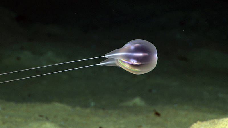 This comb jelly, or ctenophore, was first seen during a 2015 dive with the NOAA Ocean Exploration team. This marks the first time NOAA scientists exclusively used high-definition video to describe and annotate a new creature.