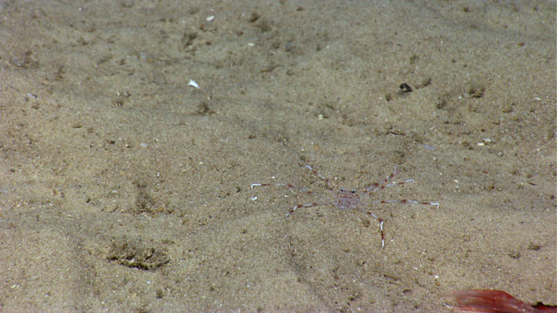 Can you spot the crab on the seafloor?