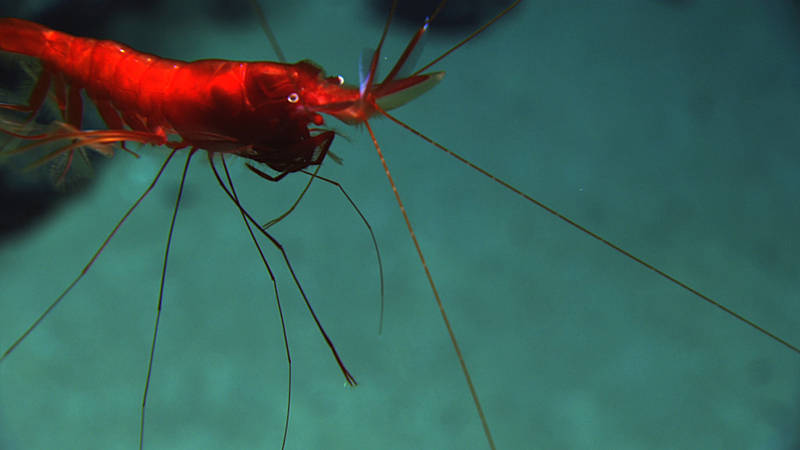 Red is one of the first colors of light to disappear at depth, so several animals in the deep sea use this color to “disappear.”