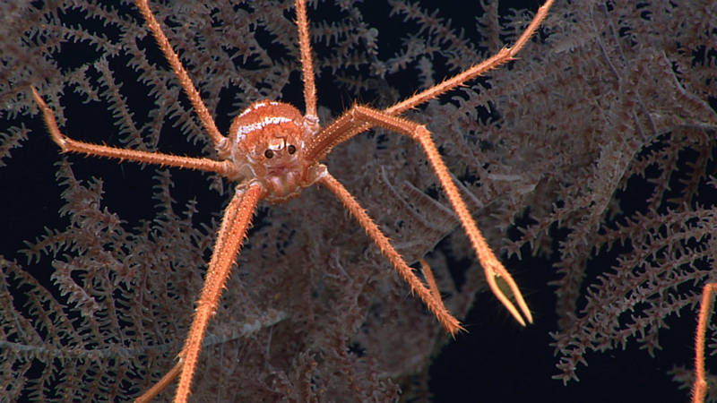Squat lobsters are some of my favorite deep-sea organisms to see during a dive, as they always look so delightfully awkward. This squat lobster is perched on a large colony of black coral.