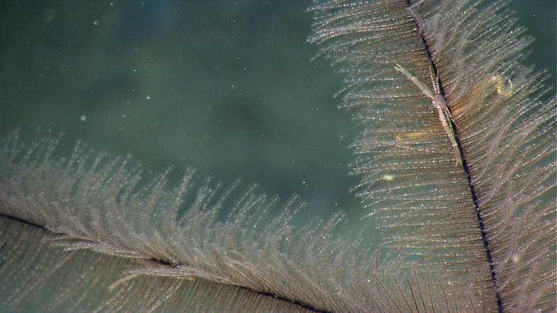 This tiny crab almost looks like another branch on this black coral.