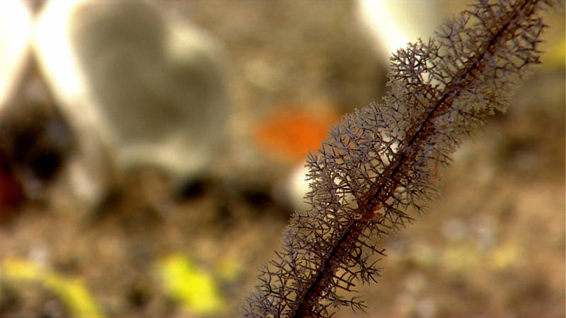 Translucent shrimp bodies can mimic the translucent appearance of a polyp which makes them all the more difficult to see.