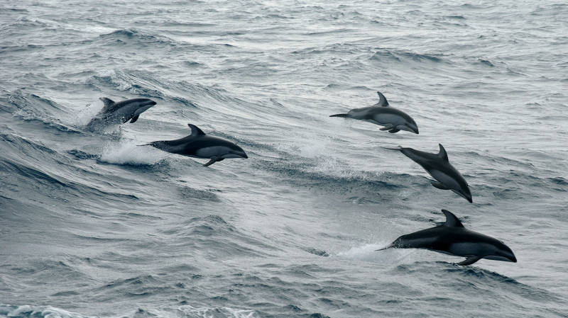 During the transit to Bellingham, WA, we encountered a number of whales and dolphins, including this pod of Pacific white sided dolphins who stayed with us for about an hour.