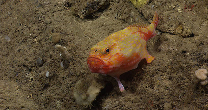 As ROV Deep Discoverer approached, this sea toad (Chaunax sp.) “walked” away.