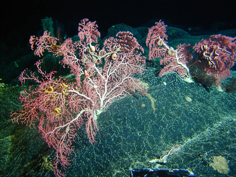 Hawaiian bubblegum coral at 350 m depth with anemones, brittlestars, and other animals living in their colonies.