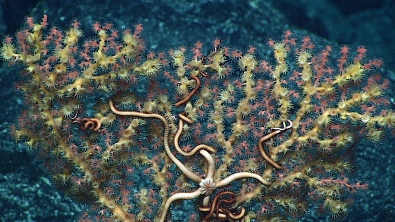 A corallium that is nearly completely overgrown by zooanthid (another type of cnidarian) and a brittlestar living in association. This particular species of coral is not commercially harvested, but is in the precious coral group that is often commercially harvested for jewelry at shallower depths