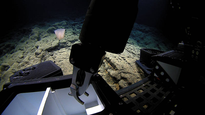 ROV Deep Discoverer places an unidentified sponge in the vehicle's sampling drawer.