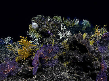 Leg 3 Dive 05: Swordfish Seamount