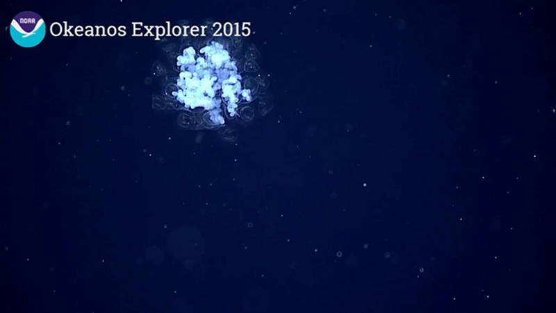 During Dive 04 ROV Deep Discoverer documented this USO- Unidentified Swimming Organism.