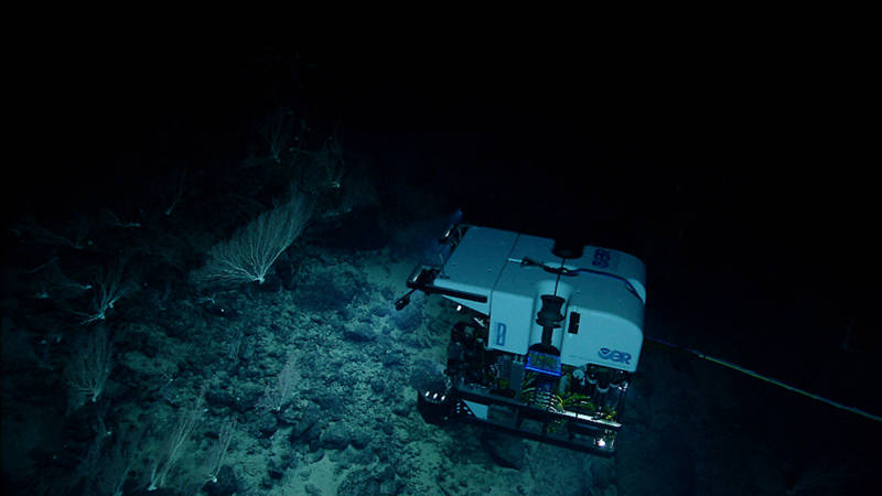NOAAʻs Seirios camera sled images ROV Deep Discoverer shining its lights and cameras on a very dense community of large, presumably very old, colonies of bamboo coral (isididae) that were found on the ridge crest of Ellis seamount.