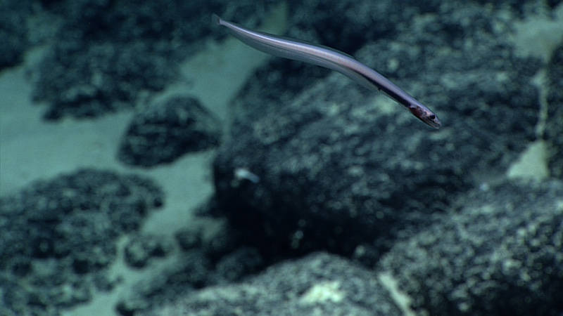 A rare sighting of a juvinile cutthroat eel will help our scientists learn more about the life history of these fish.