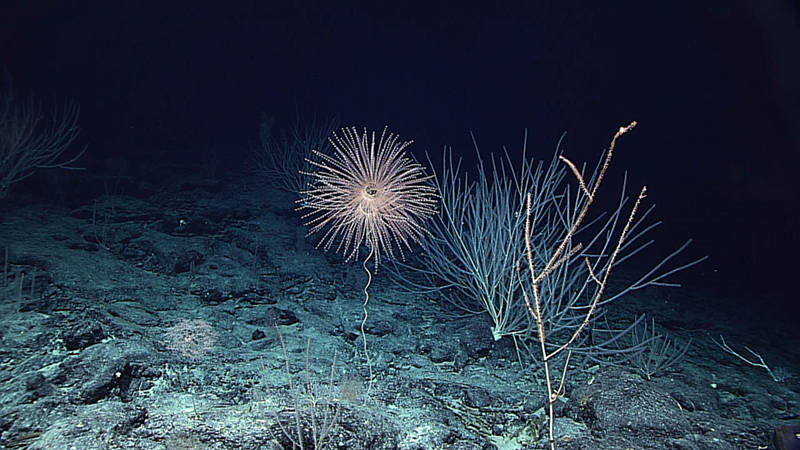 At the top of the ridge feature visited during Dive 09, ROV Deep Discoverer encountered a dense and diverse deep sea coral community. In this picture alone are at least 4 different species of coral and at least 12 different colonies