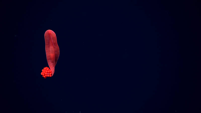 Another USO (Unidentified Swimming Organism) for the cruise. Our science team was stumped as to what this organism could be. 