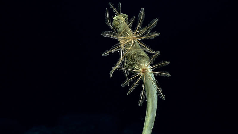 One organism's trash is anther's treasure—these crinoids have taken up residence on a tall dead sponge stalk to give them better access to food in the water column.