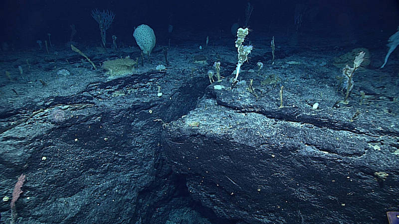 Throughout the dive at Guyot Ridge, D2 observed a diversity of deep sea corals and sponges.