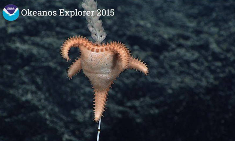 The goniasterid sea star, Calliaster pedicellaris, feeding on a bamboo coral.