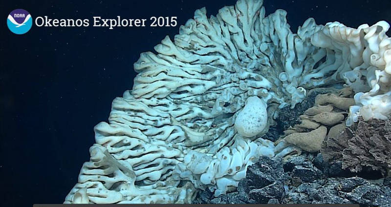 Possibly the largest sponge ever recorded, seen August 12, 2015.