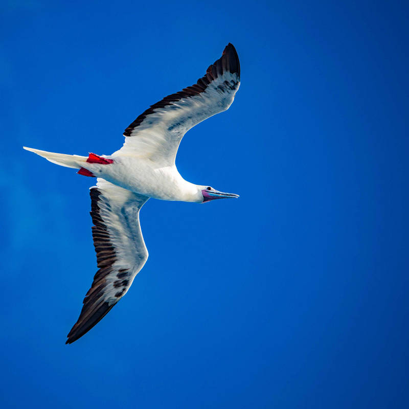 When NOAA Ship Okeanos Explorer arrived offshore of Tern Island at French Frigate Shoals, dozens of sea birds flew out to investigate the ship. These included red-footed boobies, which are the smallest booby found in Hawai'i with a wingspan of around 1 m (40 in).