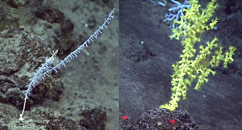 Young bamboo coral (Isididae) colonizing a rock (right). Gold coral (Kulamanamana haumeaae) after fully colonizing a young bamboo coral skeleton (left). The laser points (red dots) are 10 centimeters (~4 inches) apart and are used to determine coral size. When gold coral planula larva attaches to and the colony eventually subsumes the host is the fastest growth phase of the coral as it must stabilize the skeleton and secure the base to avoid toppling which could result in colony death.