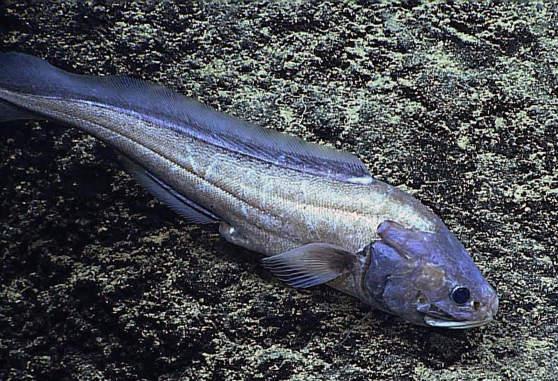A second Diplacanthopoma individual with a different color, filmed by ROV Deep Discoverer at Ellis Seamount to the west of Hawaiʼi Island on September 2, 2015. We do not know if this is a second, separate species or a color variant of the same species observed at Bank 9. Gosline did not describe the color of the second, unidentified species that he found off the 1950 Kona Coast lava flow. More research is needed to identify these species.