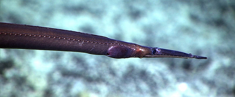 The eel had an unusual fleshy extension from the snout. The anterior nostril is above the front of the lower jaw, and the posterior nostril is large and directly in front of the eye. A number of the sensory pores on the body and the head can be seen as small white dots.
