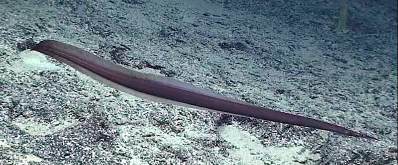This unusual eel was filmed during the Hohonu Moana expedition’s remotely operated vehicle dive almost a mile below the sea surface, at a terrace near Gardner Pinnacles in the Papahānaumokuākea National Marine Monument, on August 17, 2015.