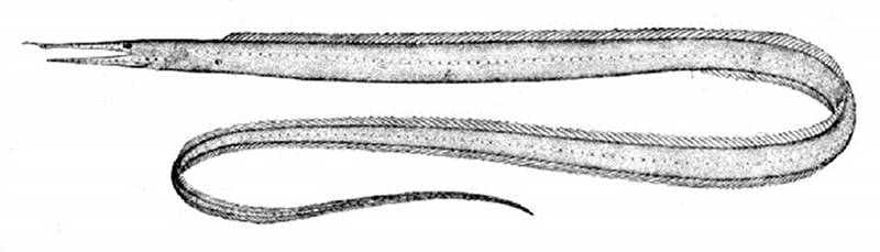 Venefica procera is an Atlantic species with a short extension on the snout. From G. B. Goode and T.H. Bean 1896. Oceanic Ichthyology, a treatise on the deep-sea and pelagic fishes of the world.... Special Bulletin of the United States National Museum, Number l.