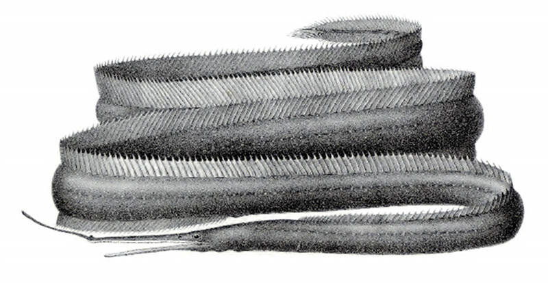 Venefica ocella is an eastern Pacific species with a very long extension on the snout. From S. Garman.1899. Reports on an Exploration Off the West Coasts of Mexico, Central and South America, and the Galapagos Islands... by the U. S. Fish Commission Steamer Albatross, During 1891: The Fishes. Memoirs of the Museum of Comparative Zoology, number 24.