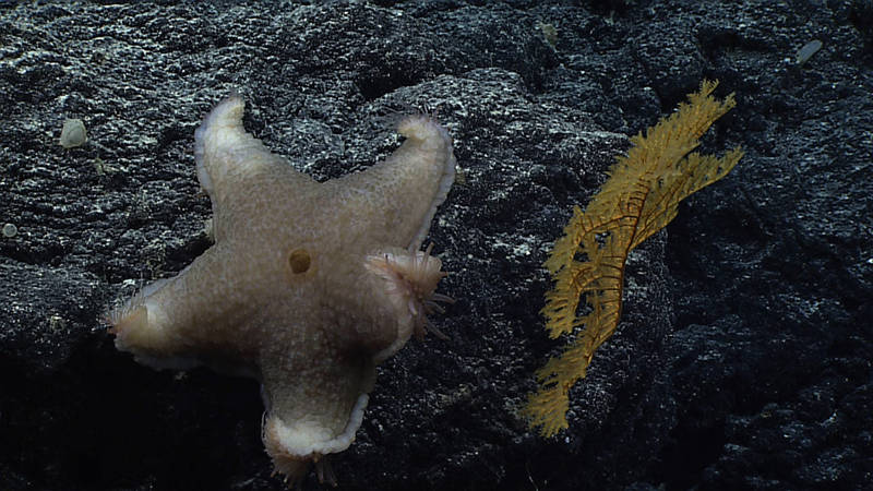 The black coral Stauropathes staurocrada, here being checked out by a seastar, (Pteraster reticulatus) at 1650 meters depth on North Maro Ridge, was first discovered off Penguin Bank, Hawaii, during a Pisces V dive in 1996.