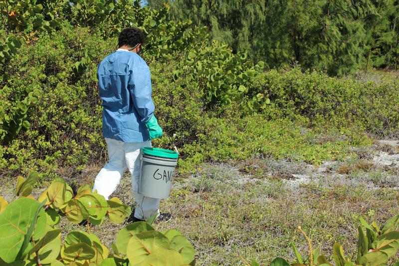 Volunteer Mike Abemayor applies hydrogel mixture to YCA infestation area.