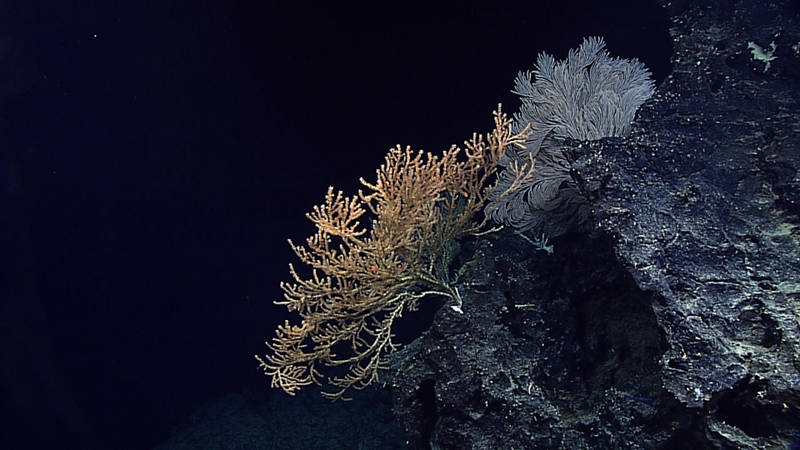 Two large octocoral sea fan colonies grow off the side of a rocky feature at 391 m off the SW tip of Ni’ihau. The colony on the left is a bamboo coral (genus Isidella) and on the right is a primnoid (genus Calyptrophora). The red dots of the ROV D2’s lasers are visible near the center of the bamboo coral colony. The lasers are 10cm apart and are used for estimating sizes. This colony is greater than 120 cm wide and at least 60 cm tall.