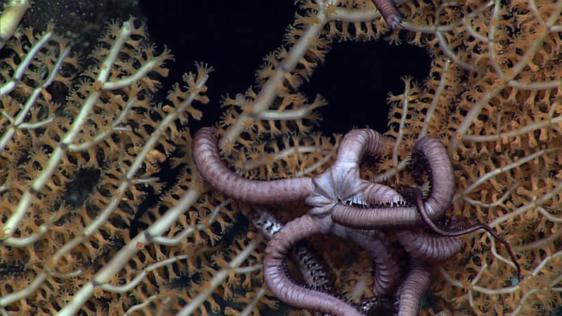 Close-up of a bamboo coral with an ophiuroid brittle star intertwining its arms around the branches of the colony. The photo was taken at 507 m depth off the SW tip of Ni’ihau.