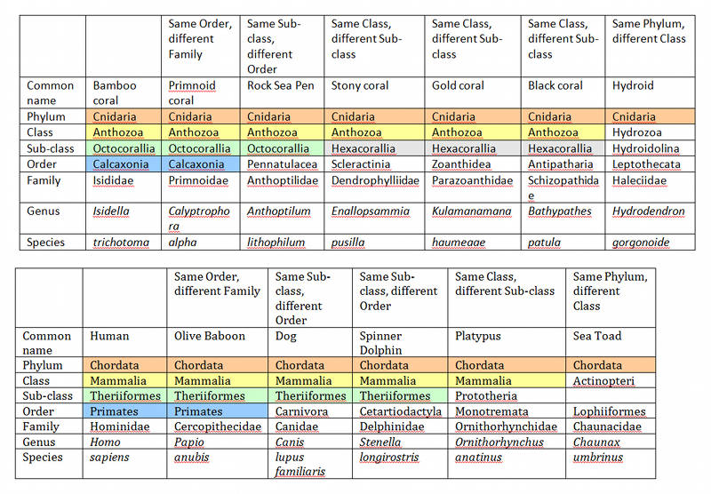 A chart to illustrate the taxonomic classification levels of some deep-sea corals as compared to mammals. In each table, shared color indicates belonging to the same taxonomic group.