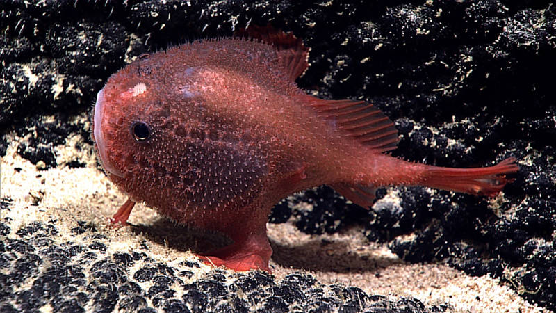 This sea toad, documented during Dive 07, was a new observation for this region.