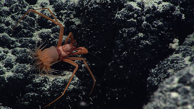 A deepwater hermit crab using an anemone as a shell was spotted during Dive 08.