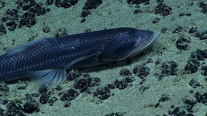 ROV Deep Discoverer imaged a Bathytyphlops (deep-sea tripod fish with greatly reduced eyes) during Dive 08 at Lone Cone.